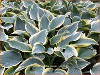 Hosta 'Valley's Glacier'