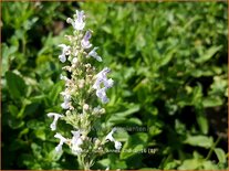 Nepeta nuda 'Anne's Choice'