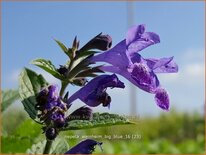 Nepeta &#39;Weinheim Big Blue&#39;