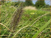 Pennisetum alopecuroides 'National Arboretum'