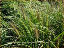 Pennisetum alopecuroides 'National Arboretum'