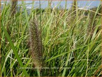 Pennisetum alopecuroides 'National Arboretum'