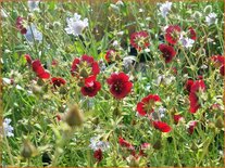 Potentilla &#39;Monarchs Velvet&#39;