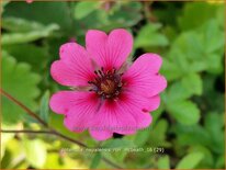 Potentilla nepalensis 'Ron McBeath'