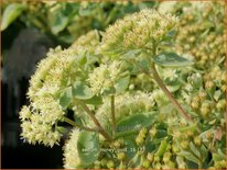 Sedum 'Honey Gold'