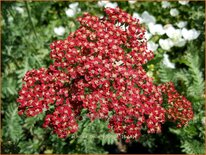 Achillea 'Belle Epoque'