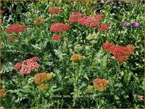 Achillea 'Belle Epoque'