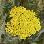 Achillea &#39;Coronation Gold&#39;