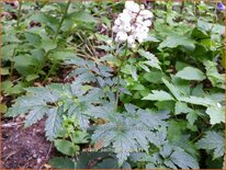 Actaea pachypoda