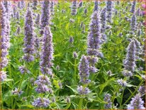 Agastache &#39;Blue Fortune&#39;