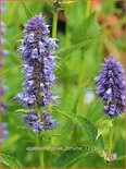 Agastache &#39;Blue Fortune&#39;