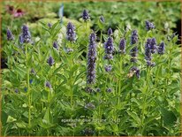 Agastache &#39;Blue Fortune&#39;