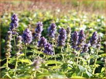 Agastache &#39;Blue Fortune&#39;