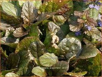 Ajuga reptans &#39;Braunherz&#39;