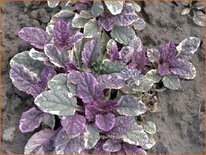 Ajuga reptans &#39;Burgundy Glow&#39;