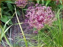 Allium christophii