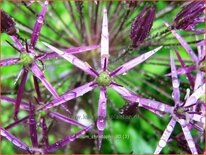 Allium christophii