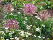 Allium christophii