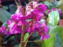 Bergenia cordifolia &#39;Eroica&#39;