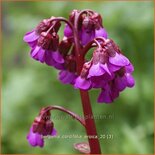 Bergenia cordifolia &#39;Eroica&#39;