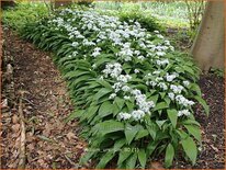 Allium ursinum