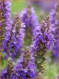 Salvia nemorosa &#39;Marcus&#39;