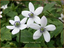 Anemone rivularis