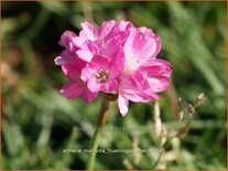 Armeria maritima 'Frühlingszauber'