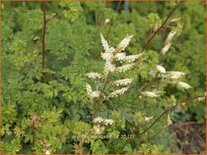 Aruncus aethusifolius