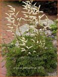 Aruncus aethusifolius