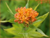 Asclepias tuberosa