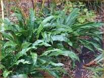 Asplenium scolopendrium