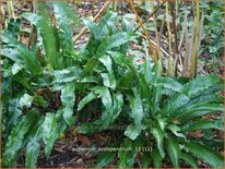 Asplenium scolopendrium