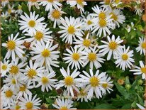 Aster ageratoides &#39;Ashvi&#39;