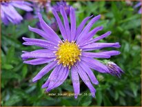 Aster 'Blauer Gletscher'