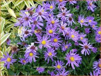 Aster 'Blauer Gletscher'