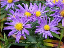 Aster 'Blauer Gletscher'