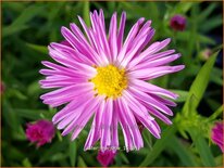 Aster 'Marjorie'