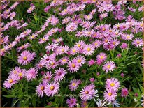 Aster 'Marjorie'