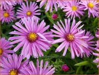 Aster 'Marjorie'