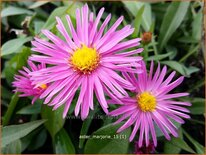 Aster 'Marjorie'