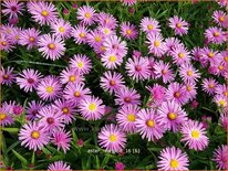 Aster 'Marjorie'