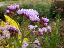 Aster tataricus &#39;Jindai&#39;