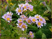 Aster tataricus &#39;Jindai&#39;