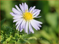 Aster versicolor 'Altweibersommer'