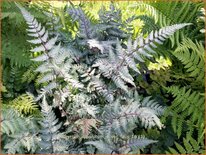 Athyrium niponicum &#39;Silver Falls&#39;