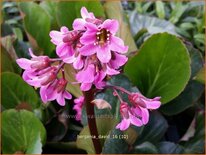 Bergenia &#39;David&#39;