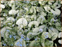 Brunnera macrophylla &#39;Silver Heart&#39;