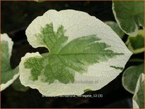 Brunnera macrophylla 'Variegata'