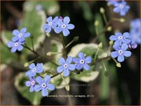 Brunnera macrophylla 'Variegata'